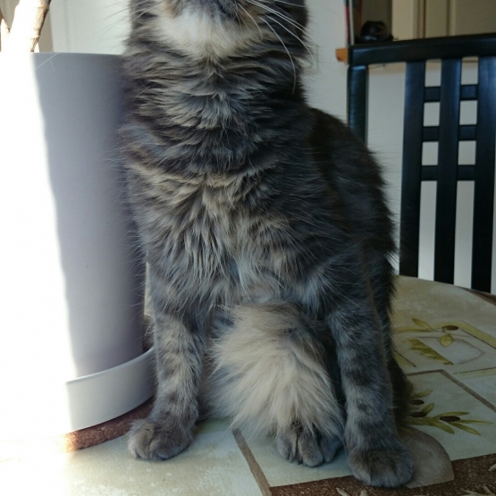Image pour l'annonce donne chat