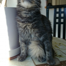 Image pour l'annonce donne chat