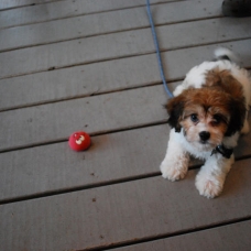 Image pour l'annonce Chiots de type bichons maltais
