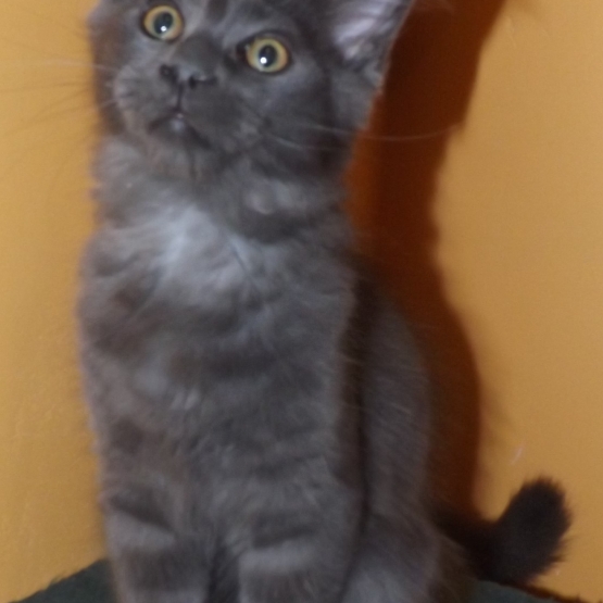 Image pour l'annonce chaton maine coon non loof disponible desuite