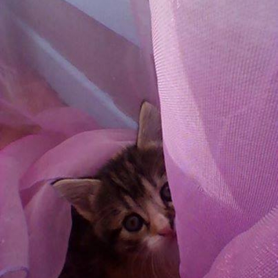 Image pour l'annonce donne chatons  3 femelles à adopter .