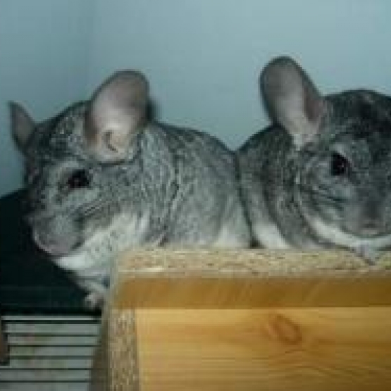 Image pour l'annonce Donne chinchillas x2 à adopter