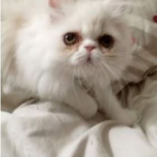 Image pour l'annonce Chat Type persan blanc non lof URGENT