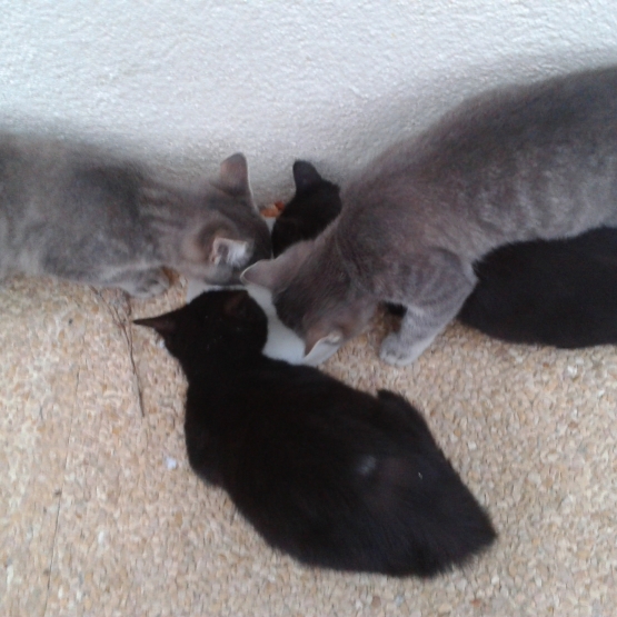 Image pour l'annonce donne 4 chatons de 3 mois et demi.