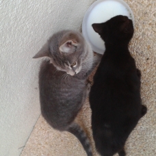 Image pour l'annonce donne 4 chatons de 3 mois et demi.