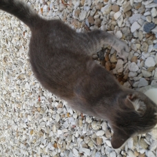 Image pour l'annonce donne 4 chatons de 3 mois et demi.