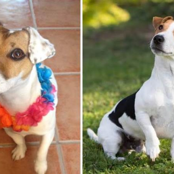 Image pour l'annonce A RESERVER CHIOTS TYPE JACK RUSSELL SEVRES POUR NOEL