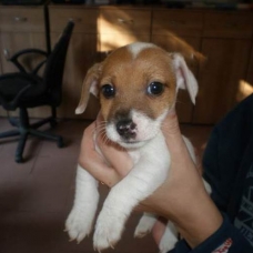Image pour l'annonce A RESERVER CHIOTS TYPE JACK RUSSELL SEVRES POUR NOEL