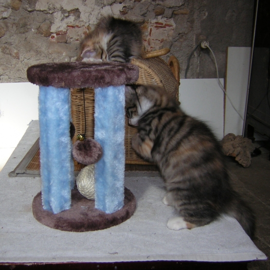 Image pour l'annonce attendent d'être adoptées dans un foyer sympa