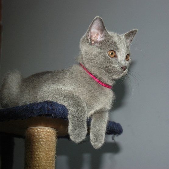 Image pour l'annonce Vends chatons chartreux