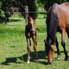 Image pour l'annonce Pension et retraite pour chevaux