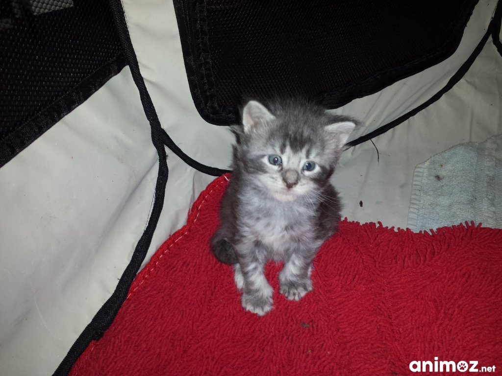 vends Maine coon non LOOF sur