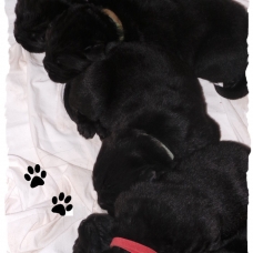 Image pour l'annonce à réserver 3 chiots males Terre Neuve noir LOF