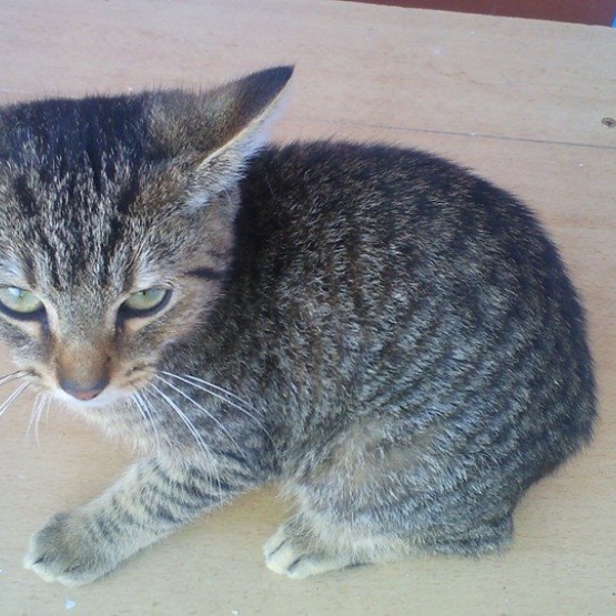 Image pour l'annonce chaton