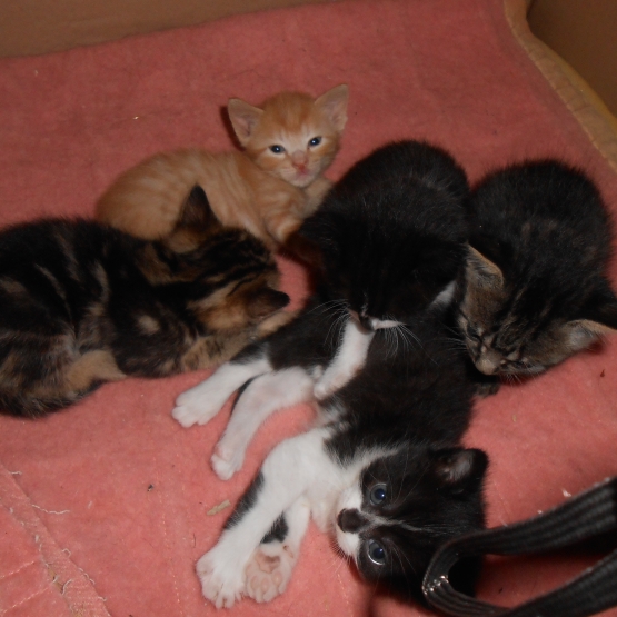 Image pour l'annonce donne 4 petits chatons