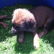 Image pour l'annonce Chiot de race malinois croisé setter anglais non LOF