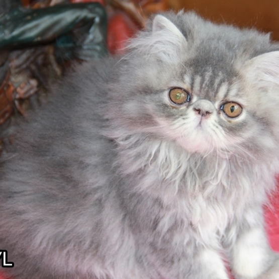 Image pour l'annonce vend chaton persan