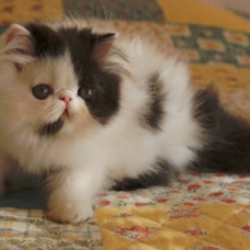 Image pour l'annonce Donne Chaton persan  femelle