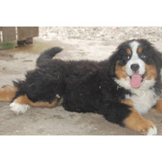 Image pour l'annonce DONNE Chiot bouvier bernois femelle , inscrits au LOF