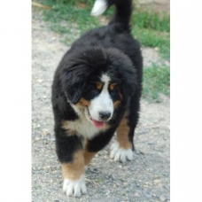 Image pour l'annonce DONNE Chiot bouvier bernois femelle , inscrits au LOF