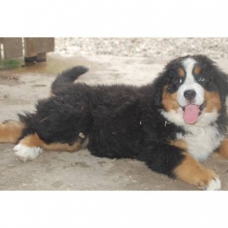 Image pour l'annonce DONNE Chiot bouvier bernois femelle , inscrits au LOF