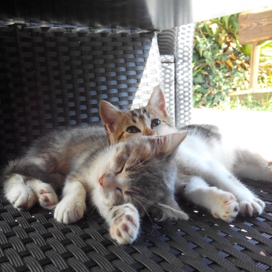 Image pour l'annonce donne 2 chatons URGENT