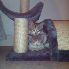 Image pour l'annonce donne 2 chatons URGENT