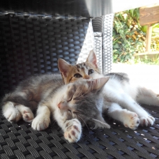 Image pour l'annonce donne 2 chatons URGENT