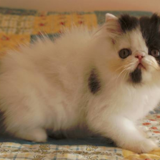 Image pour l'annonce Jolie chaton disponible de suite  A ADOPTER