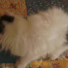 Image pour l'annonce Jolie chaton disponible de suite  A ADOPTER