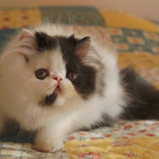 Image pour l'annonce Jolie chaton disponible de suite  A ADOPTER