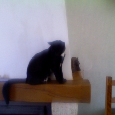 Image pour l'annonce DONNE CHATONS
