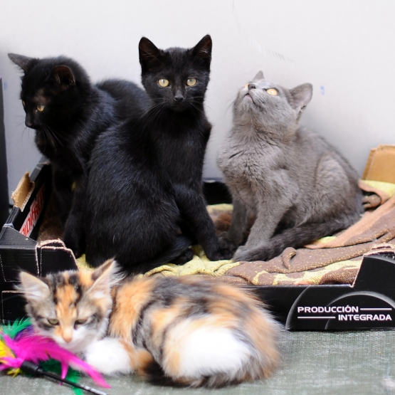 Image pour l'annonce CHATONS A ADOPTER