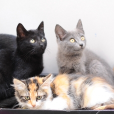 Image pour l'annonce CHATONS A ADOPTER