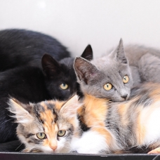 Image pour l'annonce CHATONS A ADOPTER