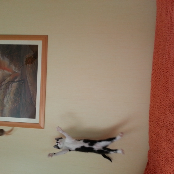 Image pour l'annonce ADOPTEZ-MOI !