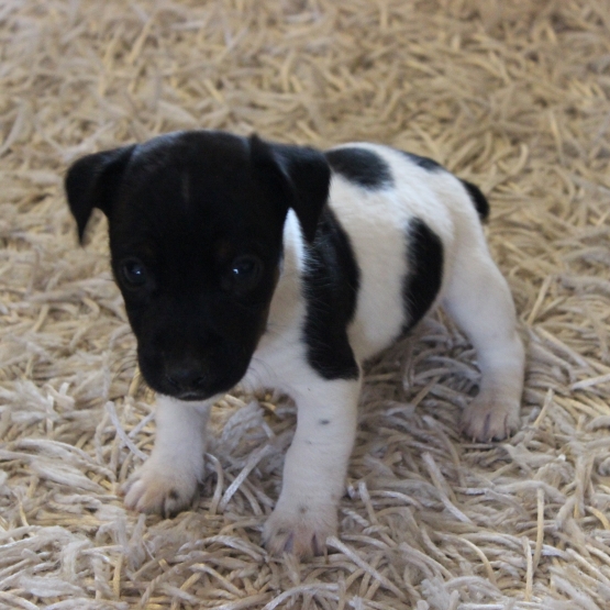 Image pour l'annonce Jack Russell Terrier