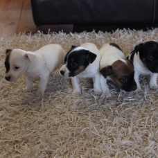 Image pour l'annonce Jack Russell Terrier