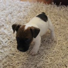 Image pour l'annonce Jack Russell Terrier