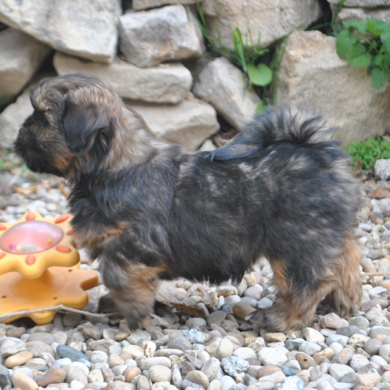 Image pour l'annonce Superbes bébés LHASSA APSO lof