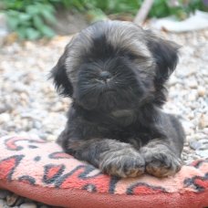 Image pour l'annonce Superbes bébés LHASSA APSO lof