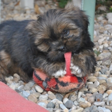 Image pour l'annonce Superbes bébés LHASSA APSO lof