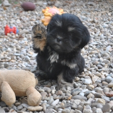 Image pour l'annonce Superbes bébés LHASSA APSO lof