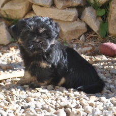 Image pour l'annonce Superbes bébés LHASSA APSO lof