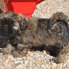Image pour l'annonce Superbes bébés LHASSA APSO lof