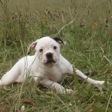 Image pour l'annonce Chiots bouledogue américain pédigrée NKC à réserver