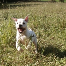 Image pour l'annonce Chiots bouledogue américain pédigrée NKC à réserver