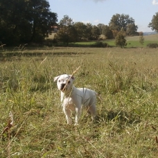 Image pour l'annonce Chiots bouledogue américain pédigrée NKC à réserver