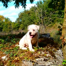 Image pour l'annonce Chiots bouledogue américain pédigrée NKC à réserver