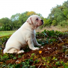Image pour l'annonce Chiots bouledogue américain pédigrée NKC à réserver